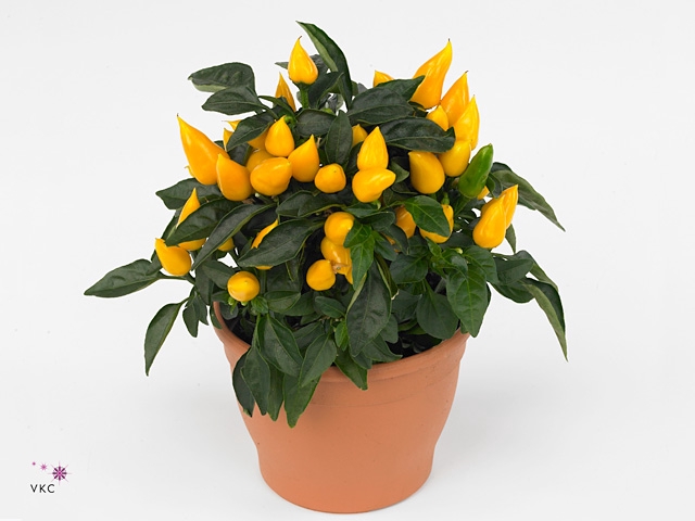 Capsicum Sombrero Mambo Geel 12cm