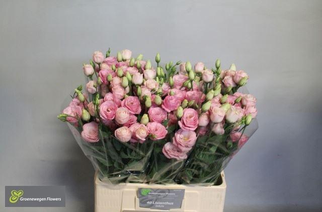 <h4>LIS G ROSITA LIGHT PINK</h4>