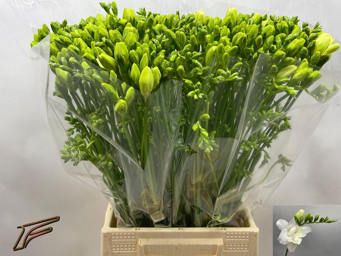 <h4>FR DU VOLANTE</h4>