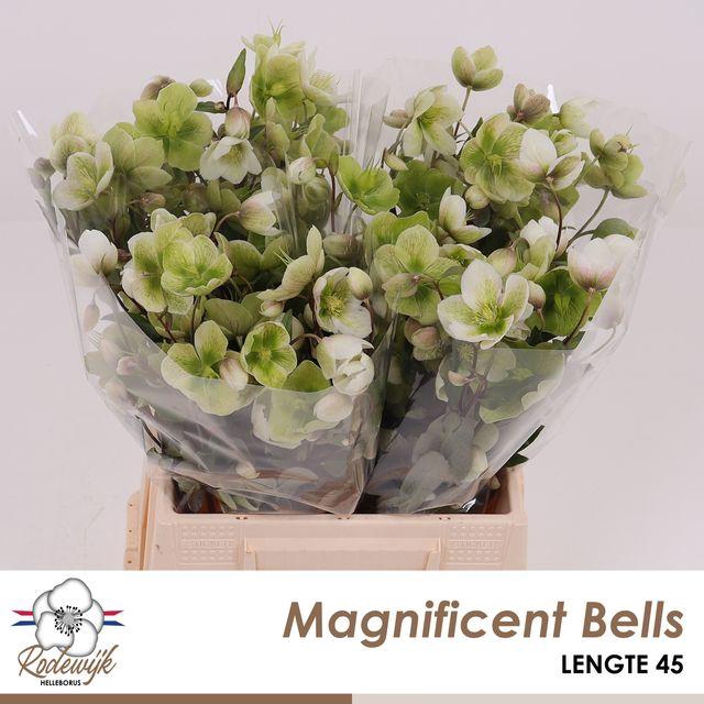 <h4>Helleborus Magnificent Bells</h4>