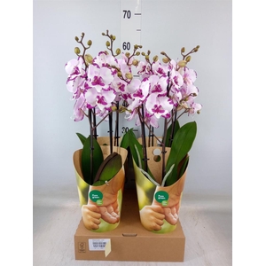 Phalaenopsis   ...rose