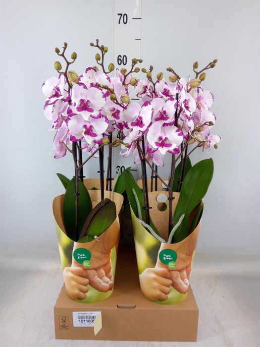 <h4>Phalaenopsis   ...rose</h4>