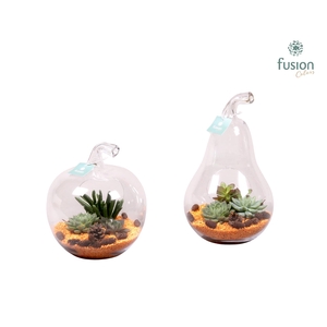 Glazen Peer en Appel met Succulenten