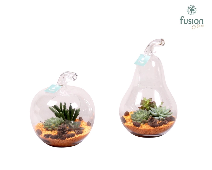 <h4>Glazen Peer en Appel met Succulenten</h4>