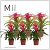Bromelia variés