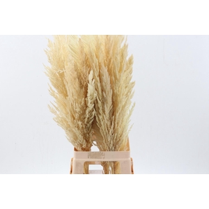 Cortaderia Fluffy White medium