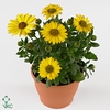 OSTEO FLOWER POWER YELLOW
