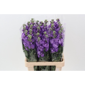 Matth Phantom  Milka