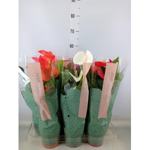 Anthurium   ...mix
