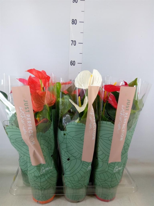 <h4>Anthurium   ...mix</h4>