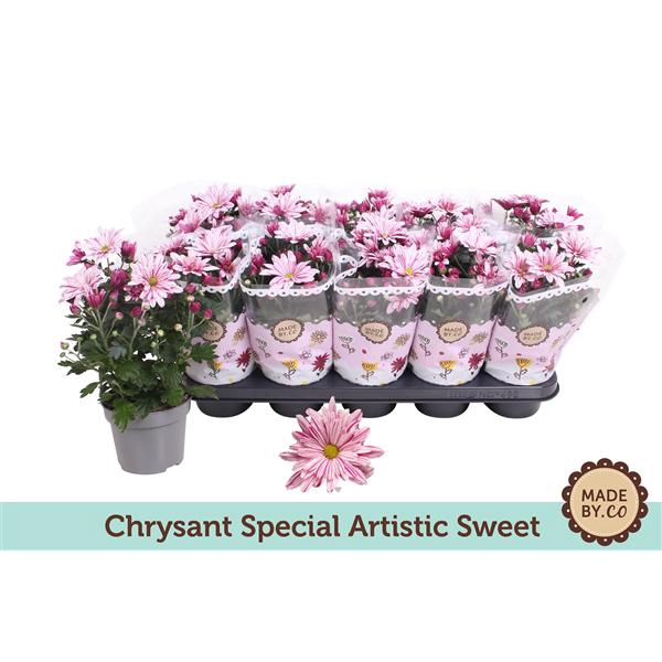<h4>Chrysant Special Rosy</h4>
