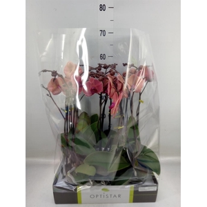 Phalaenopsis   ...orange