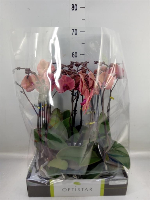 <h4>Phalaenopsis   ...orange</h4>