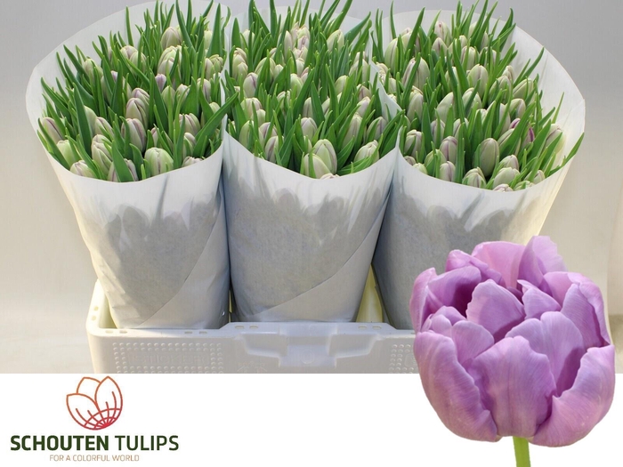 <h4>TU DU KICKSTART</h4>