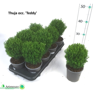 THUJA O TEDDY