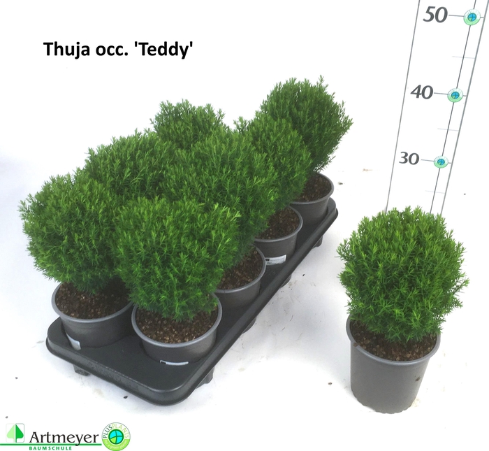 <h4>THUJA O TEDDY</h4>