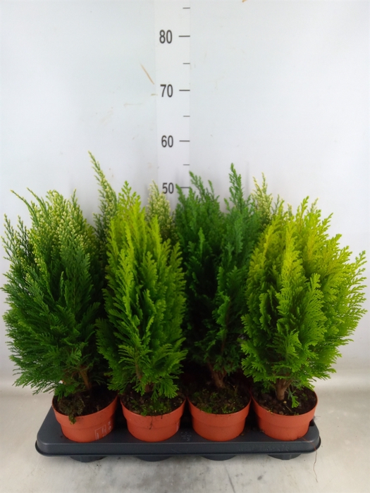 <h4>Conifers   ...mix</h4>