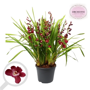 Cymbidium rood 10+tak getoufd