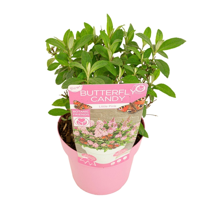 Buddleja Butterfly Candy Little Pin