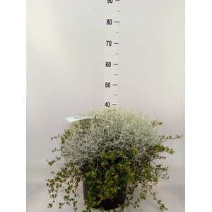 Leucophyta brownii 'Silvercalos'
