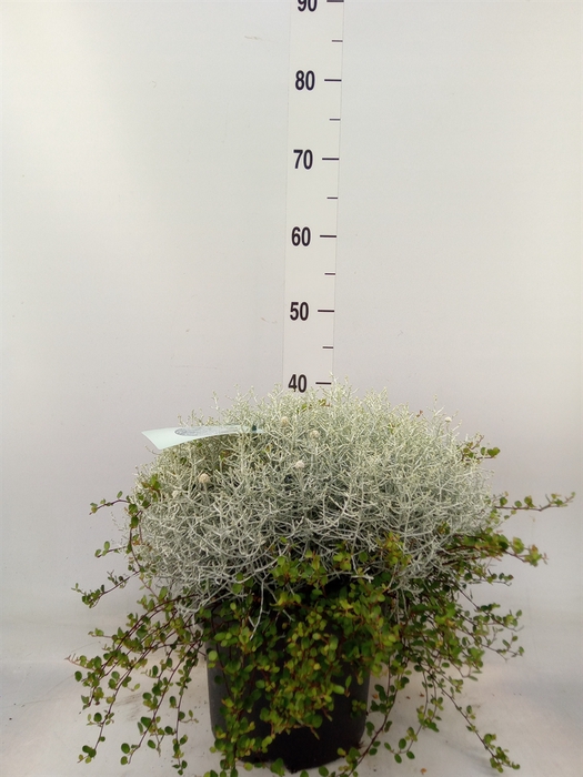 <h4>Leucophyta brownii 'Silvercalos'</h4>
