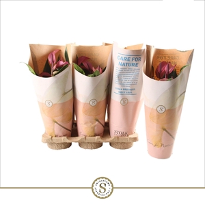 Anthurium Zizou 12cm in papieren hoes