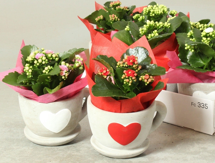 <h4>ARR KAMERPL</h4>