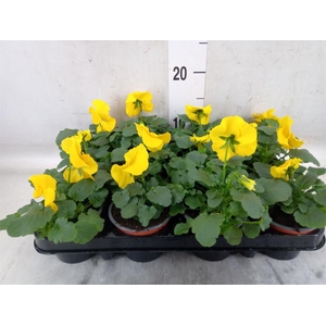 Viola wr. 'Matrix Yellow'