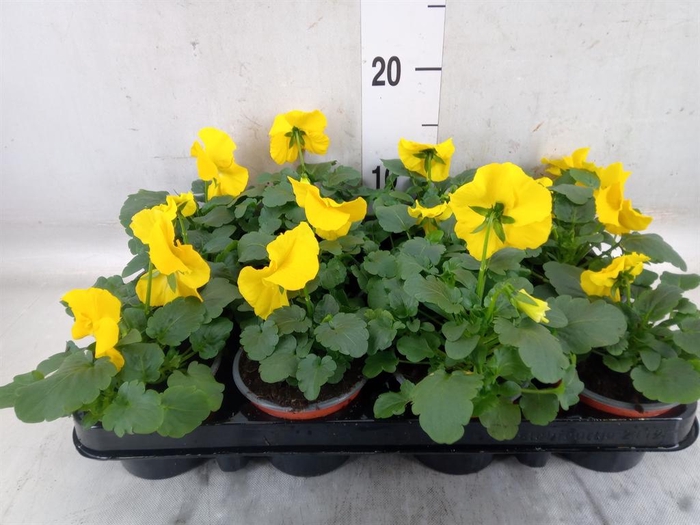 <h4>Viola wr. 'Matrix Yellow'</h4>