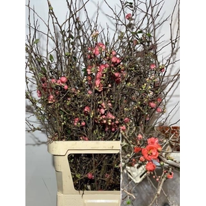 CHAENOMELES SUPERBA