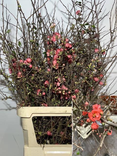 <h4>CHAENOMELES SUPERBA</h4>