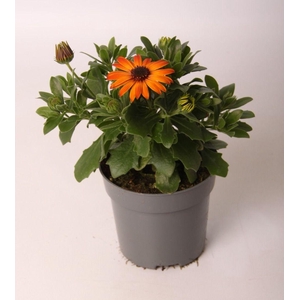 Osteospermum Orange