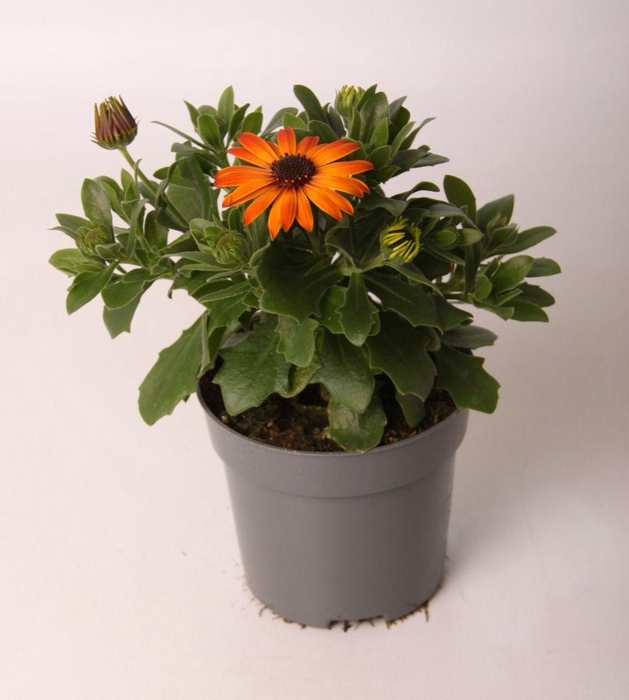 <h4>Osteospermum Orange</h4>