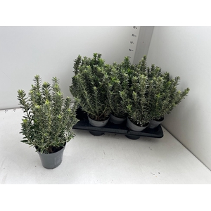 EUONYMUS JA M ALBOV