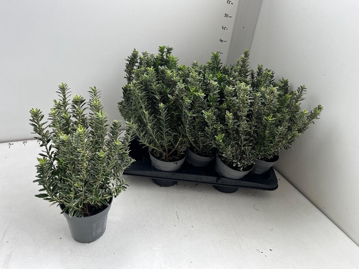<h4>EUONYMUS JA M ALBOV</h4>