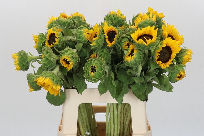 Helianthus Orange Fire