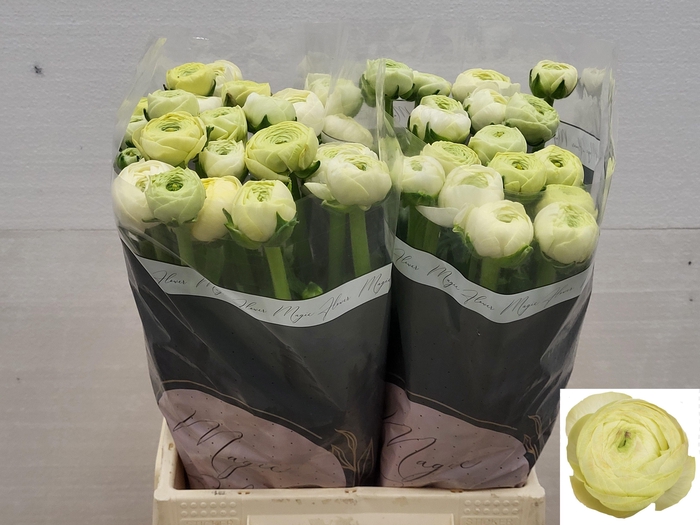 <h4>RAN SU CREME</h4>