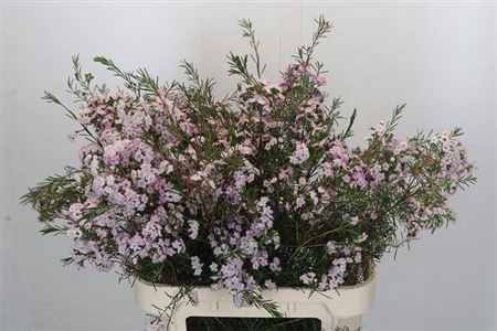 <h4>Chame Dancing Queen Rose Extra</h4>