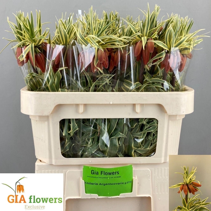 <h4>FRIT IMPERIALIS</h4>