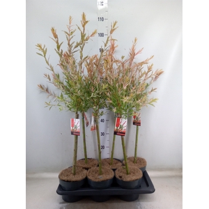 Salix integra 'Flamingo'