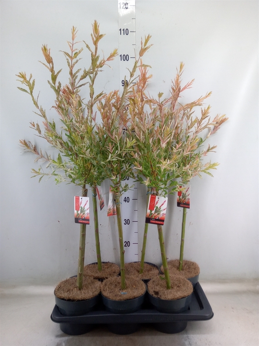 <h4>Salix integra 'Flamingo'</h4>