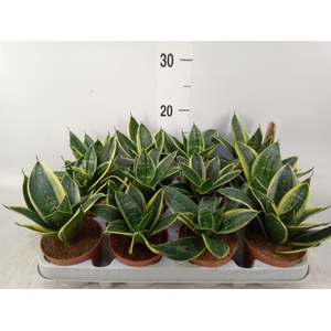 Sansevieria trifa. 'Golden Hahnii'