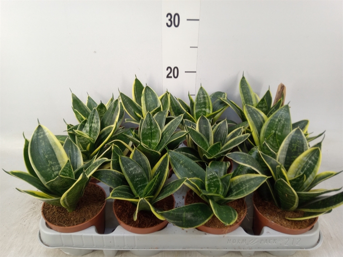 <h4>Sansevieria trifa. 'Golden Hahnii'</h4>