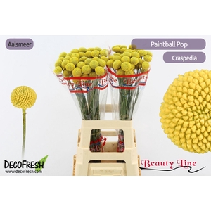 Craspedia Paintball Pop 65cm