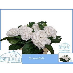 HYDR M SCHNEEBALL