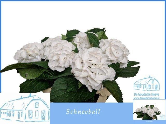 <h4>HYDR M SCHNEEBALL</h4>