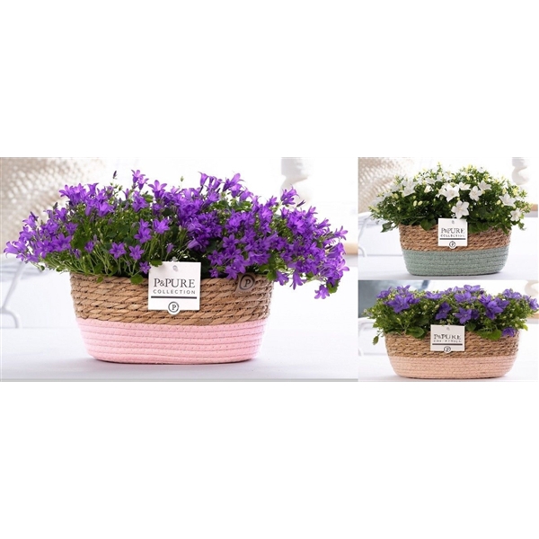 <h4>Campanula Mix Pure Field Basket</h4>