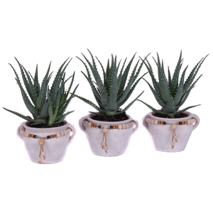 Aloe arborescens