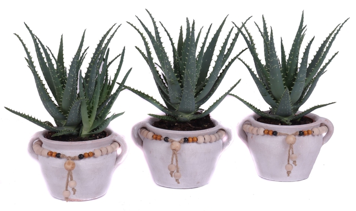 <h4>Aloe arborescens</h4>