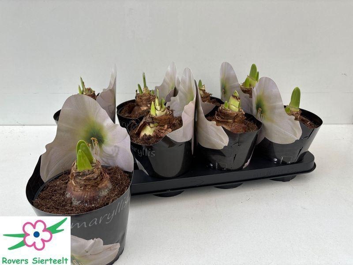 <h4>HIPP DG WHITE NYMPH</h4>